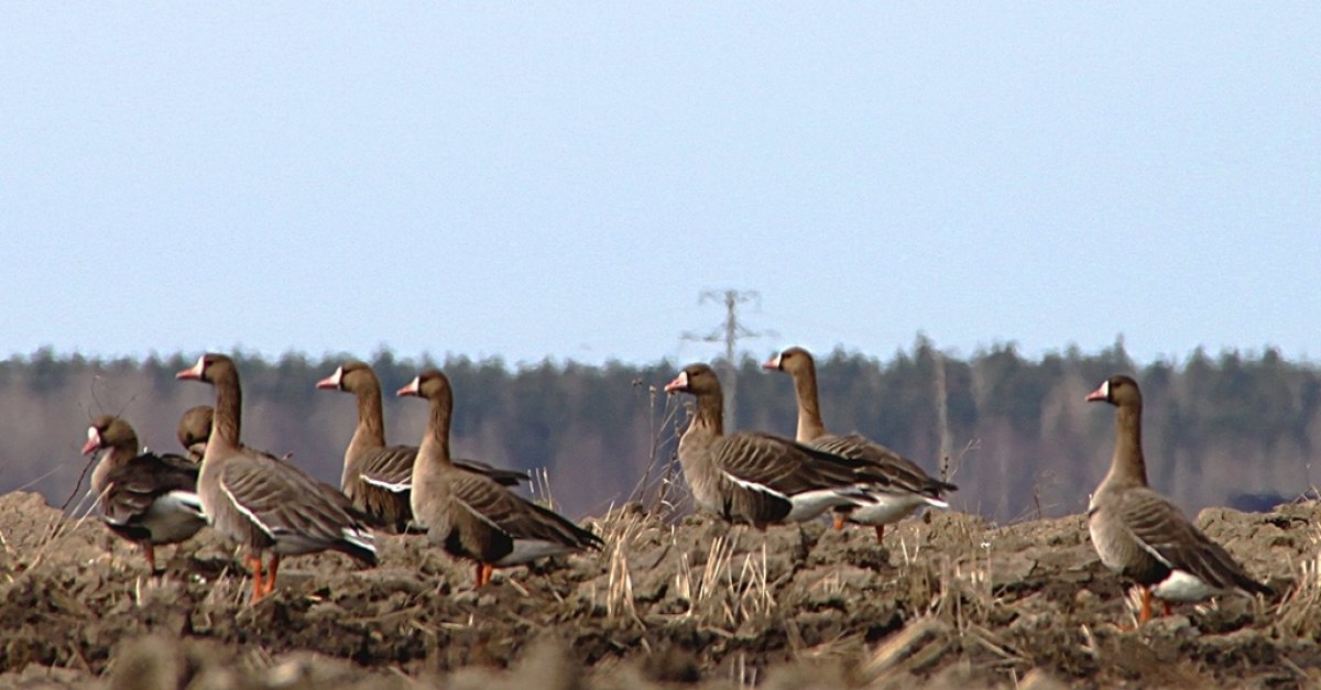 Из экспедиций учёных Из экспедиций учёных