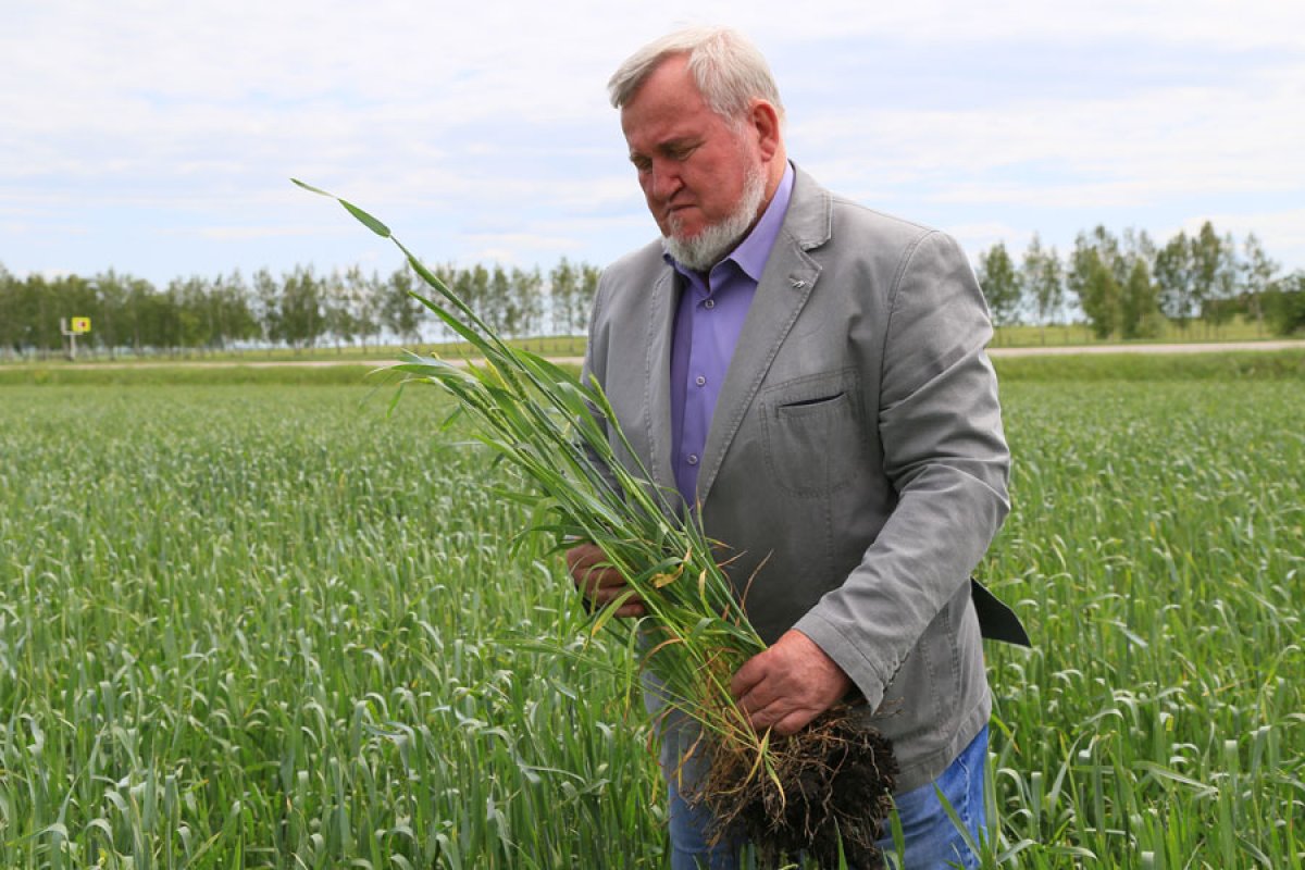 Ученые Самарского ГАУ помогают аграриям достичь высоких урожаев