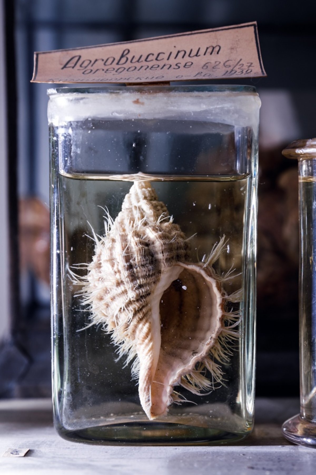 Зоологическая коллекция