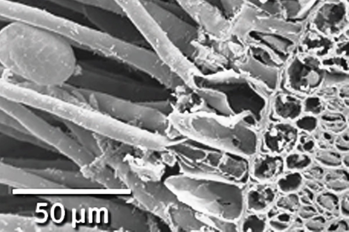 Растения «едят» скалы. Точнее, они растворяют камни смесью кислот, прокладывая путь своим корням. Они не используют естественные щели в каменной породе, а именно вытравливают понравившееся место Растения «едят» скалы. Точнее, они растворяют камни смесью кислот, прокладывая путь своим корням. Они не используют естественные щели в каменной породе, а именно вытравливают понравившееся место