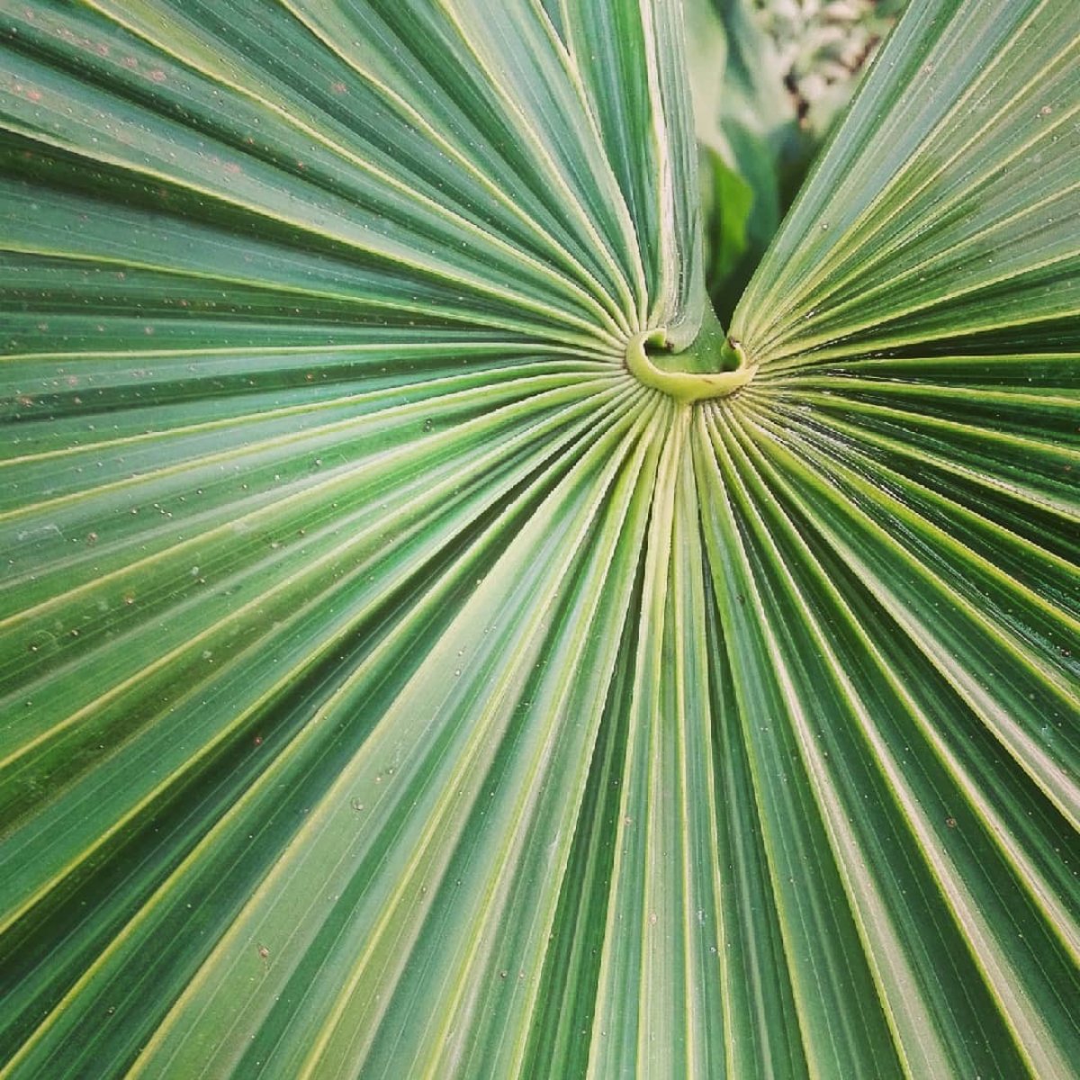 Зелёные детали Ботанического сада . Хотя сейчас там ослепительно ярко из-за цветущих пионов, роз и других растений Зелёные детали Ботанического сада . Хотя сейчас там ослепительно ярко из-за цветущих пионов, роз и других растений