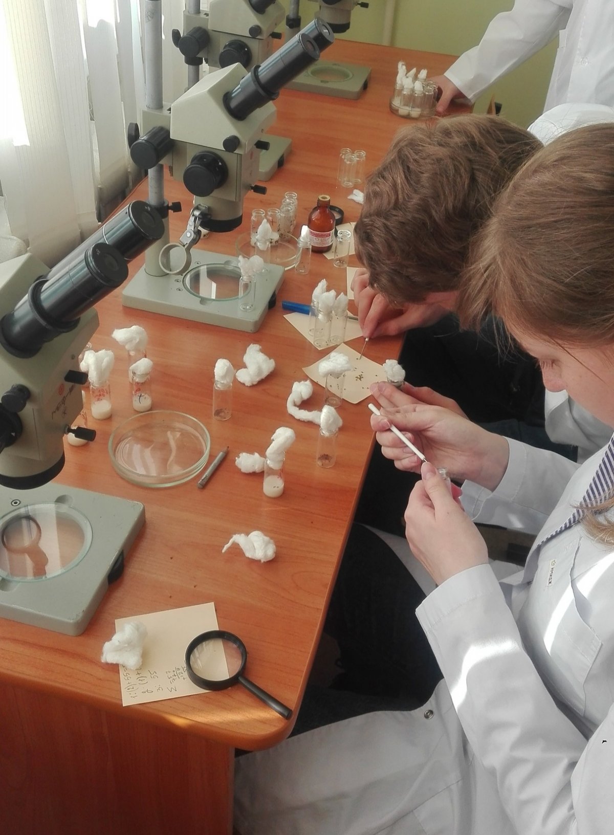 Начиная с этого года, учебная практика для студентов 1-го курса медико-биологического факультета вновь проходит в форме дрозофилийного практикума.