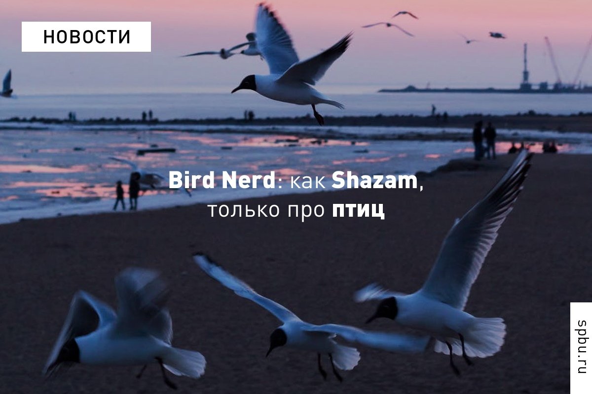 Фонотека была создана в 1971 году. Сегодня это пятитысячное собрание голосов различных видов обитателей нашей планеты — млекопитающих, амфибий, рептилий, но особое место в коллекции все же занимают уникальные диалекты птиц
