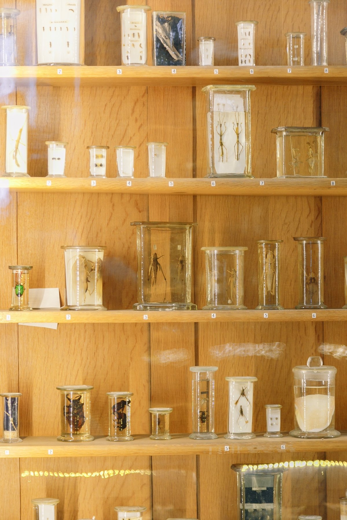 Зоологическая коллекция