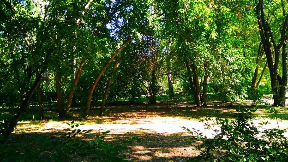 🌳🌲Шишкинские пейзажи парка УрГУПС🌲🌳