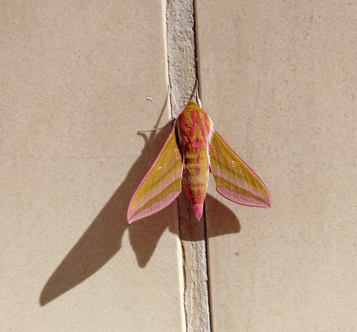 Милый пост от нашей подписчицы Натальи До. Только взгляните, какие замечательные существа обитают рядом с Сибирским федеральным ☺