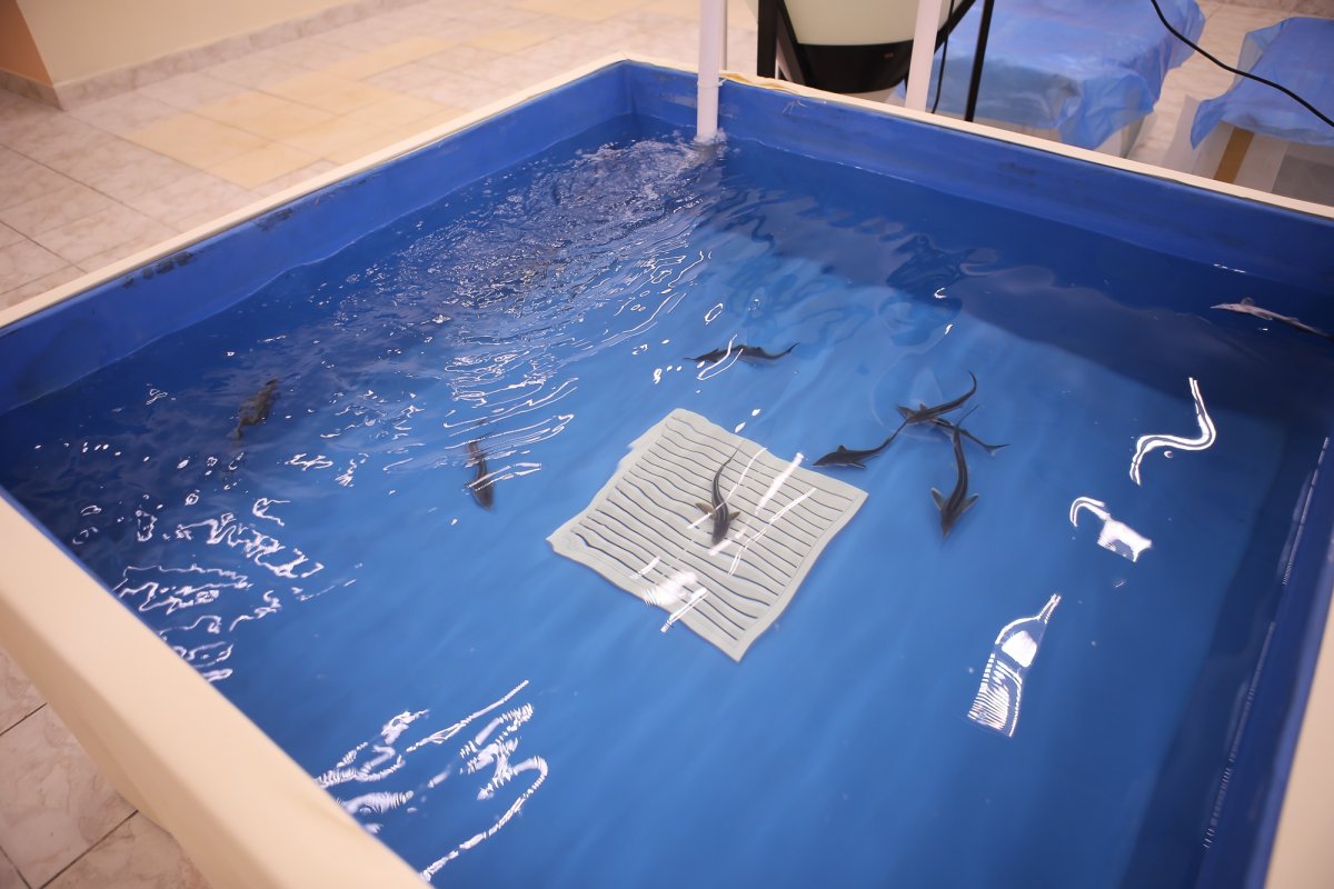 🔥В институте "Биотехнологии и рыбного хозяйства" МГУТУ начался набор на вновь открытую магистерскую программу подготовки «Водные биоресурсы и аквакультура» по профилю «Экологические исследования в гидробиологии и ихтиотоксикологии»