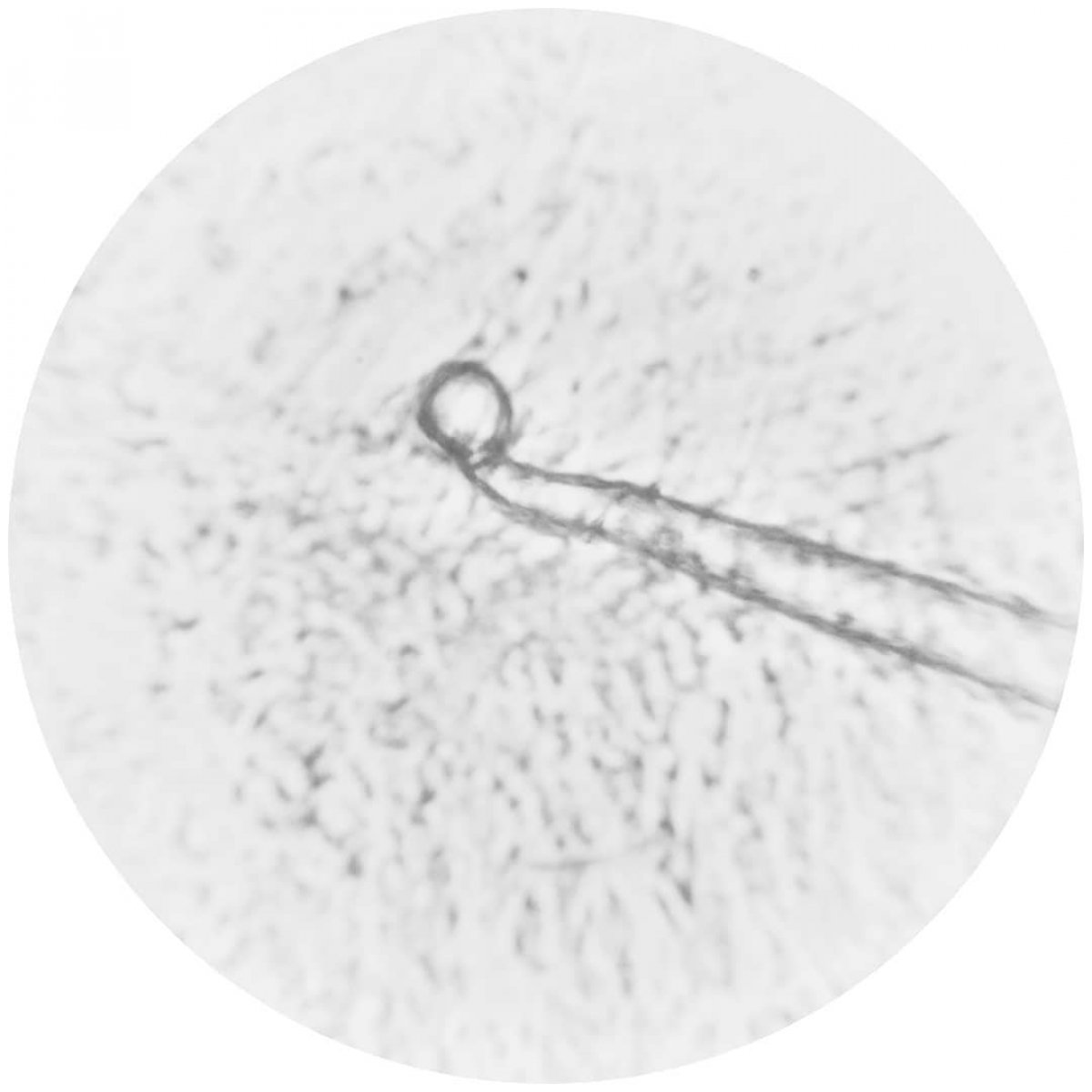 Посмотри на мир через микроскоп!