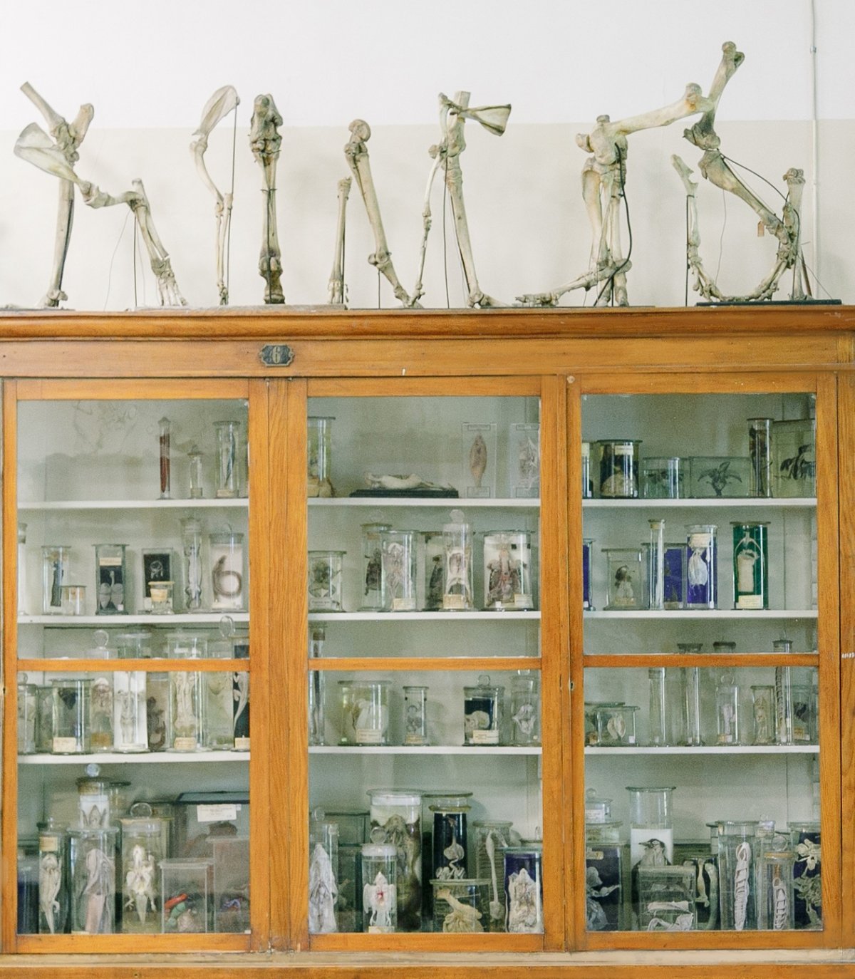 Зоологическая коллекция