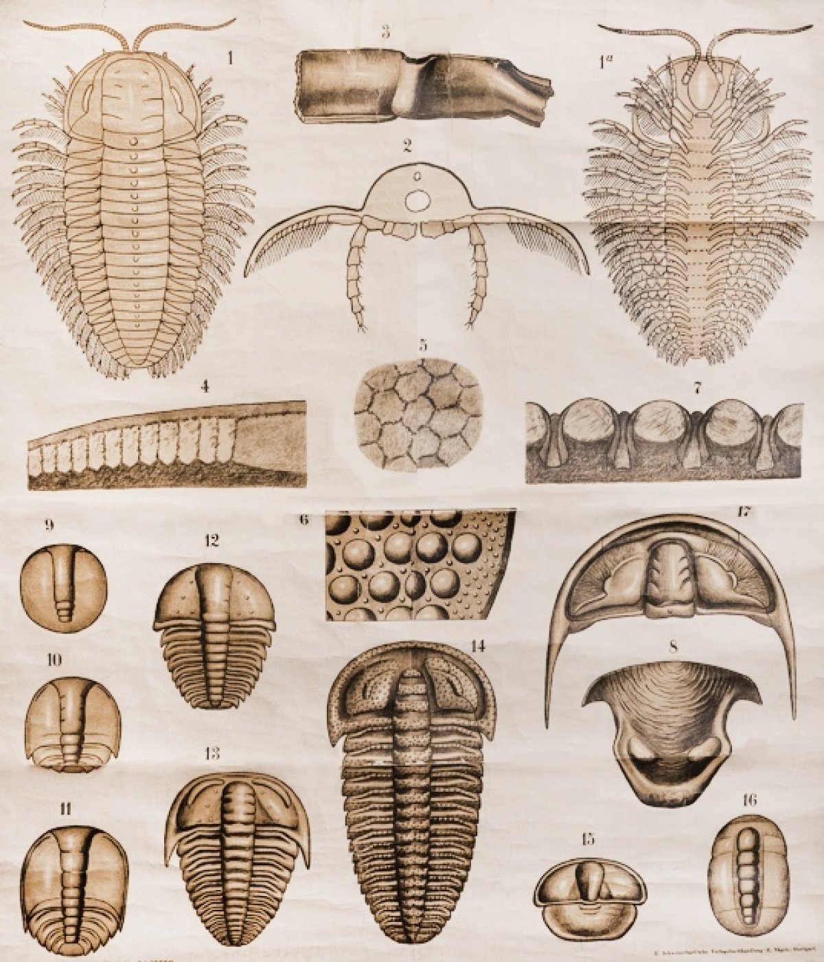 Такие плакаты (2х1,5 метра) помогали студентам конца XIX века осваивать научные дисциплины