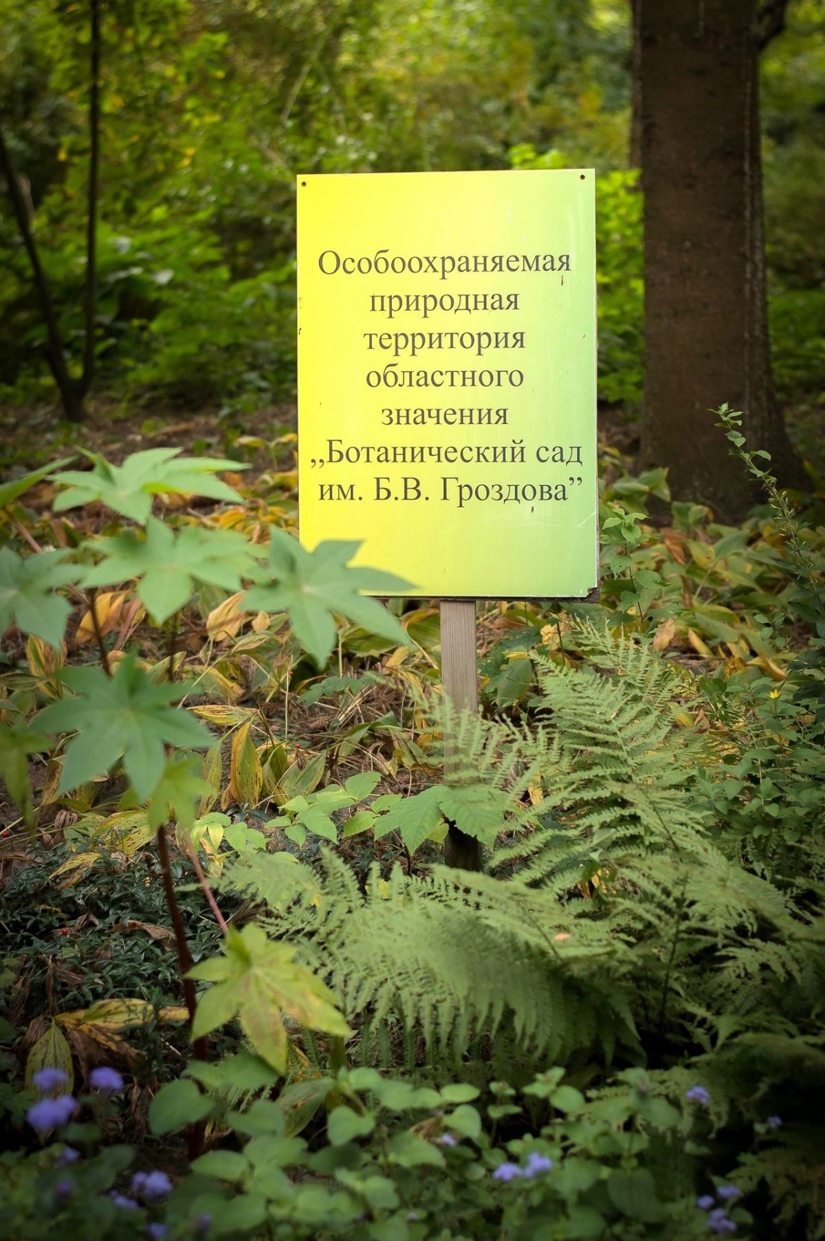 Ботанический сад им. б. в. Гроздова. Ботанический сад Брянск. Приглашение в Ботанический сад. Брянский Ботанический сад адрес.