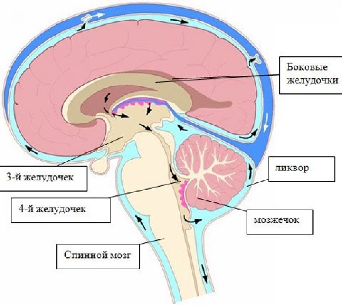 Желудочки мозга схема