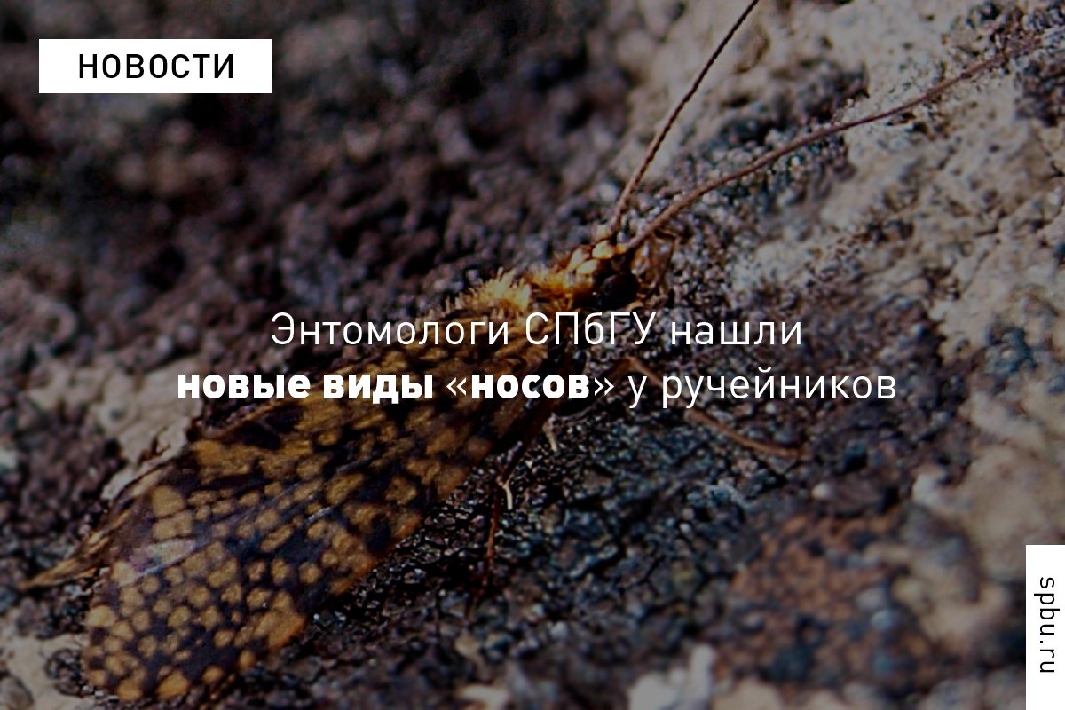 Ручейники — древние родственники бабочек — используют сложную систему общения, состоящую сразу из трёх типов сигналов: запахов, звуков и поз