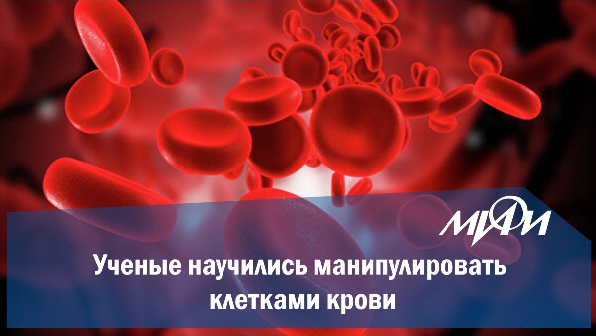 Ученые из НИЯУ МИФИ и Университета Оулу (Финляндия) провели совместные исследования по изучению взаимодействия клеток крови