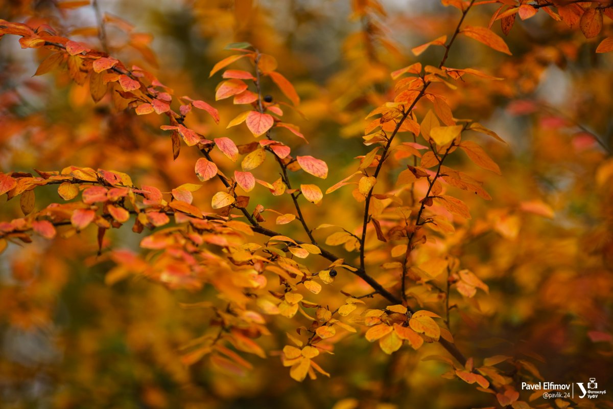 Теплой осени вам, друзья 🍂