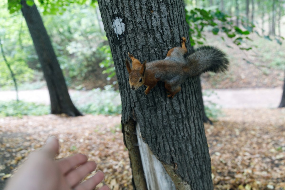 Изучаем фотоальбом Дня Вышки 2019 и вспоминаем, как прошел праздник в этом году: на забеге, показе Школы дизайна, спортивных турнирах, концерте и в окружении студентов. Бонусом можно посмотреть на динозавра, белку, панду и ворону