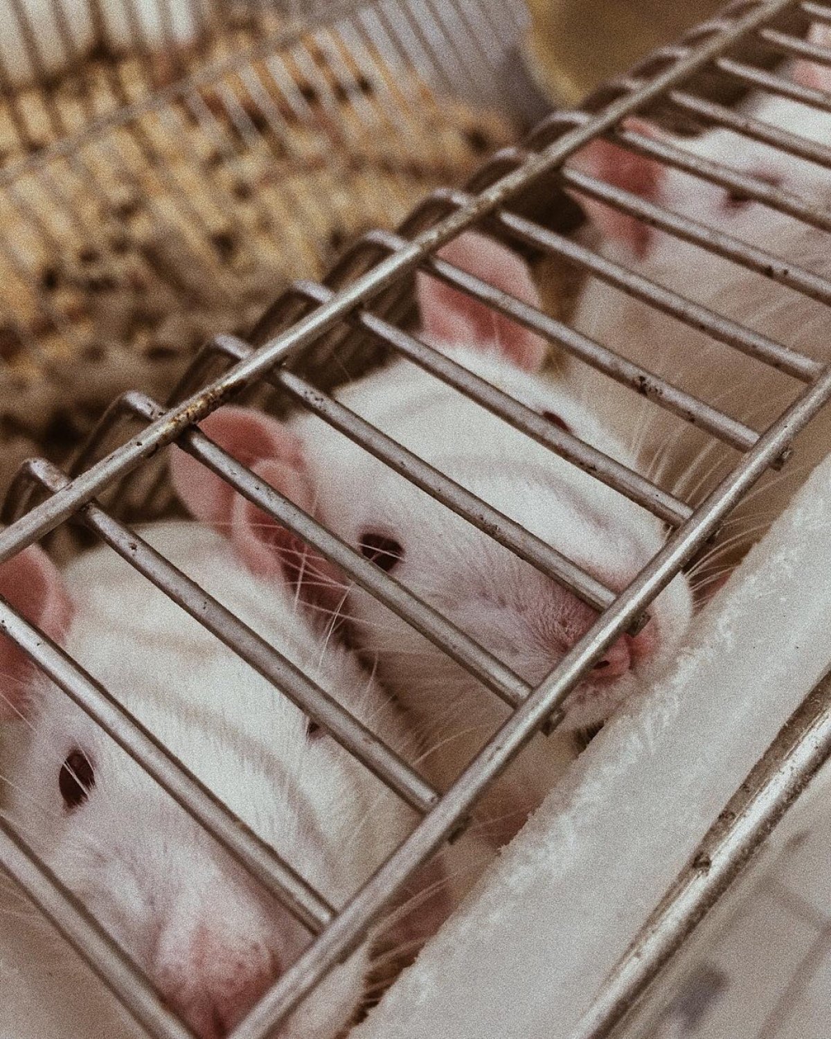 📌 Ученые СибГМУ изучают механизмы возникновения повышенного давления в сосудах легких. Это поможет найти лекарства для лечения легочной гипертензии — заболевания, которое сегодня часто приводит к летальному исходу. 📌 Ученые СибГМУ изучают механизмы возникновения повышенного давления в сосудах легких. Это поможет найти лекарства для лечения легочной гипертензии — заболевания, которое сегодня часто приводит к летальному исходу.