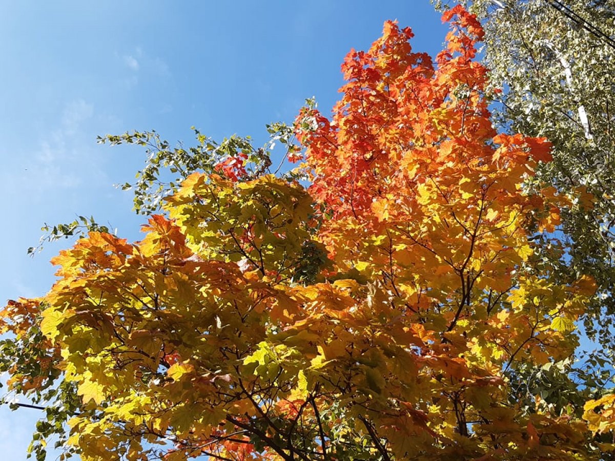 Осень пришла в НИЯУ МИФИ!
