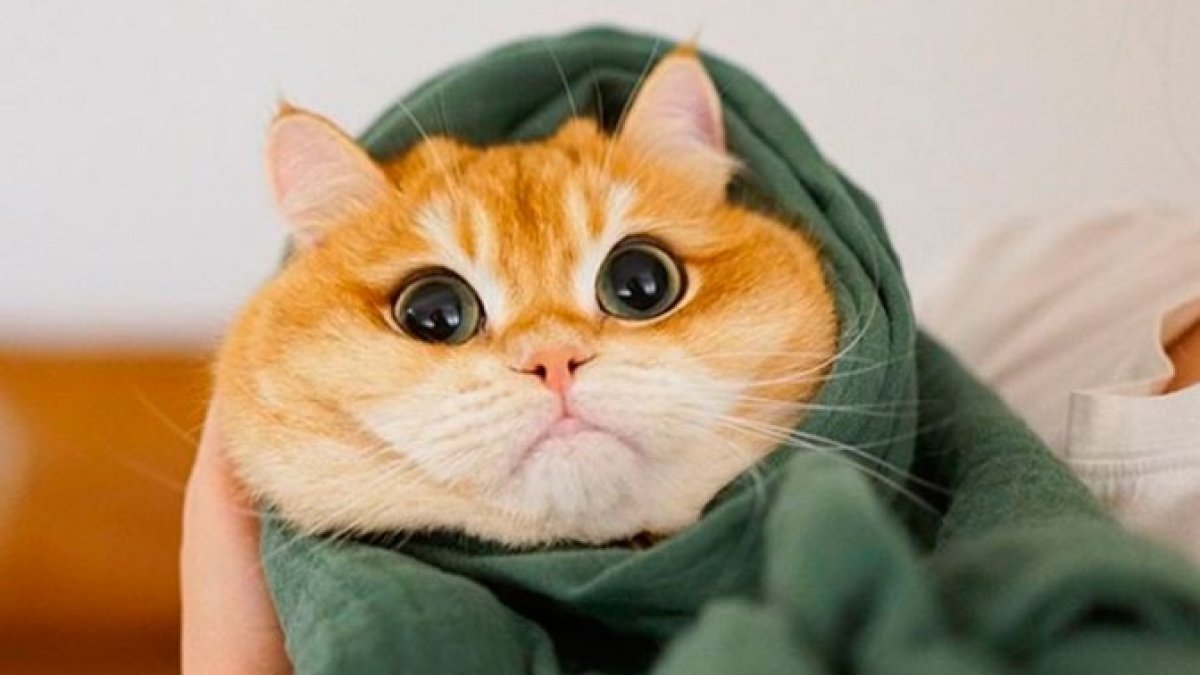 «Расскажите о себе, о вашем опыте работы …»