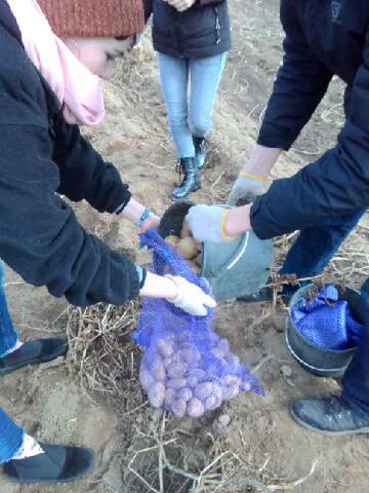 🥔 Студенты технологического факультета вышли «на картошку»!