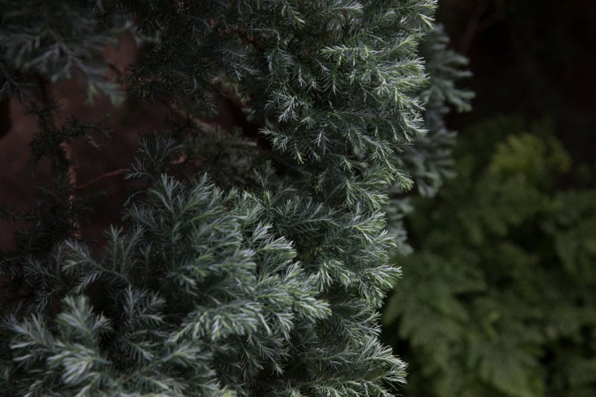 Ботанический сад