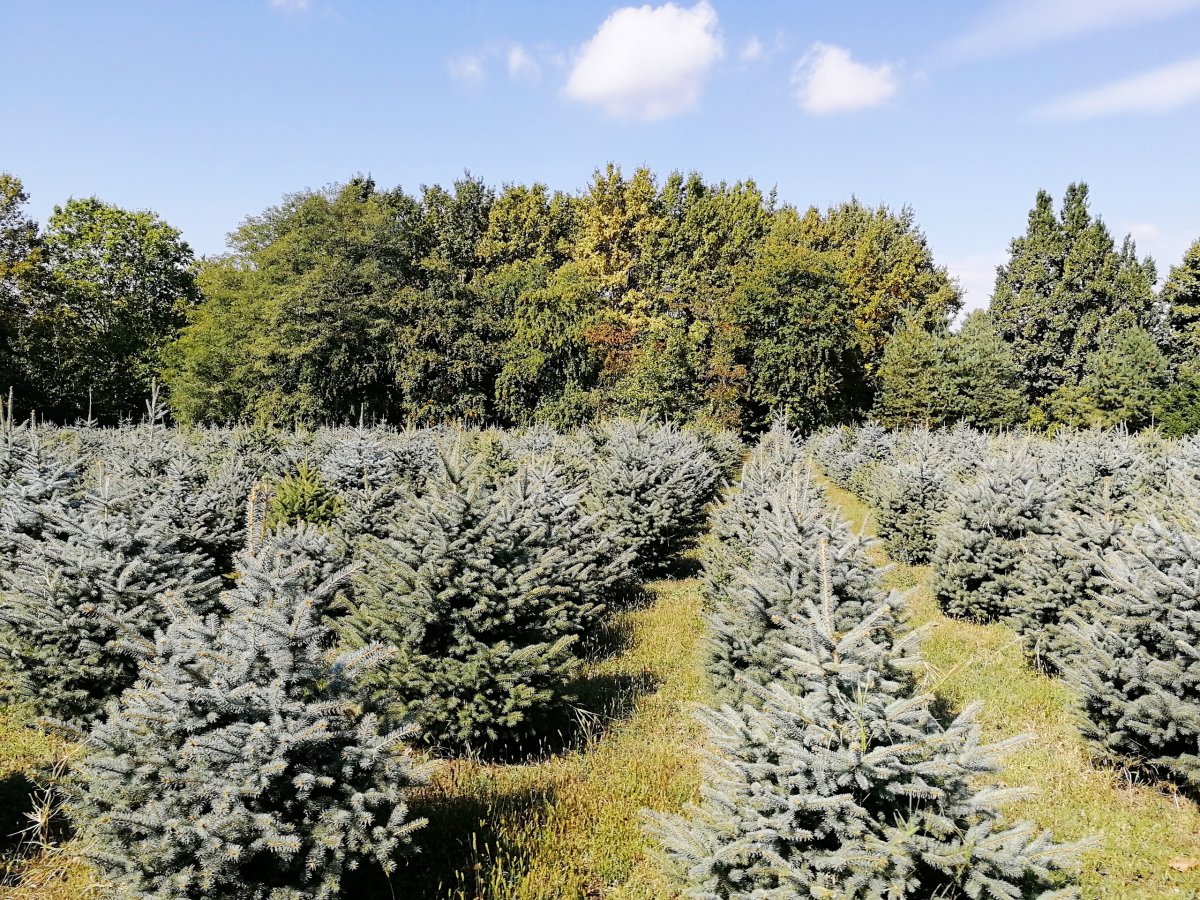 Кубанский ГАУ обновляет главную аллею 🌲🌲🌲