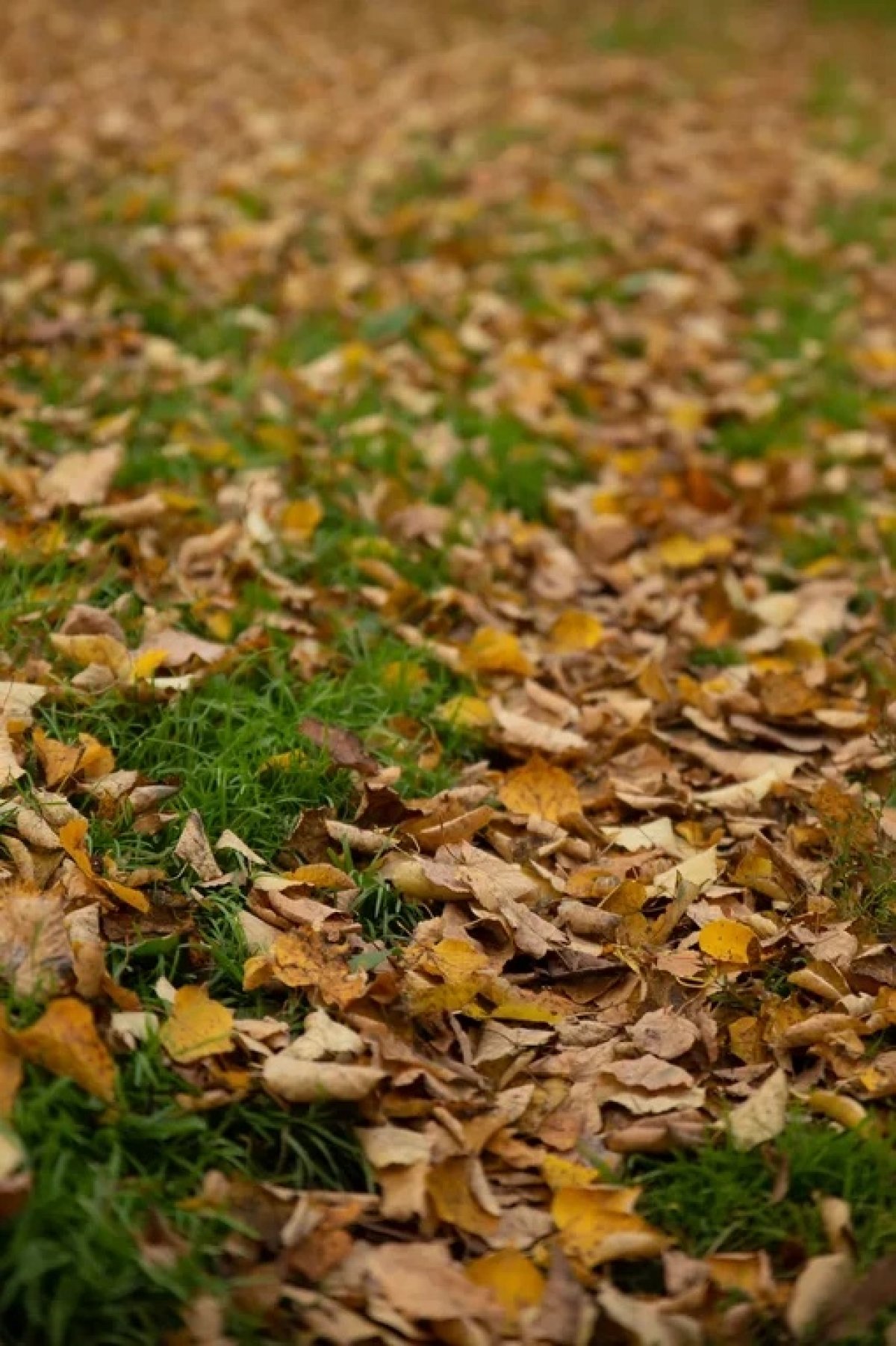 🍂 Новость от 03-10-2019