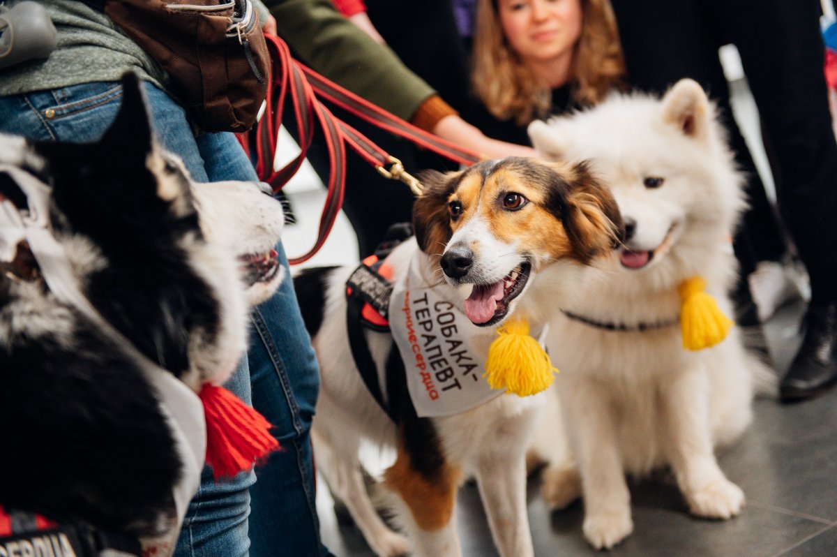 10 октября в корпусе на Покровке была повышенная концентрация хороших мальчиков и девочек — приходили собаки-терапевты в рамках всемирного Дня психического здоровья. Собрали фото, чтобы еще раз взглянуть на них. 10 октября в корпусе на Покровке была повышенная концентрация хороших мальчиков и девочек — приходили собаки-терапевты в рамках всемирного Дня психического здоровья. Собрали фото, чтобы еще раз взглянуть на них.