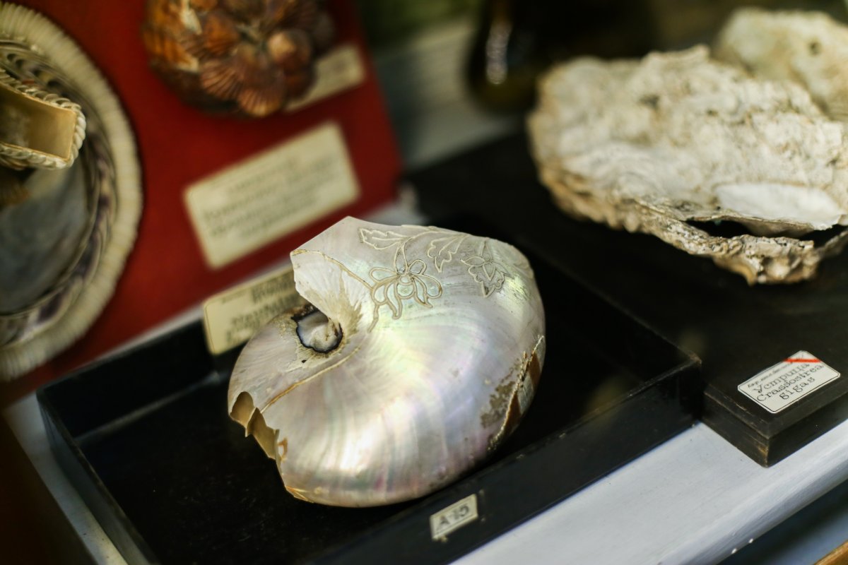 Зоологическая коллекция