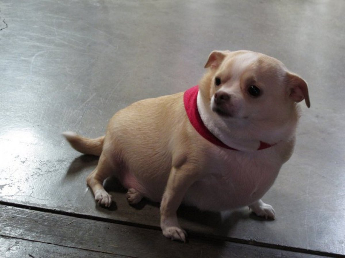 Толстая маленькая собака. Толстая чихуахуа Хуа. Толстая чихуа чихуахуа. Собака чихуахуа толстая. Ожирение у чихуахуа.