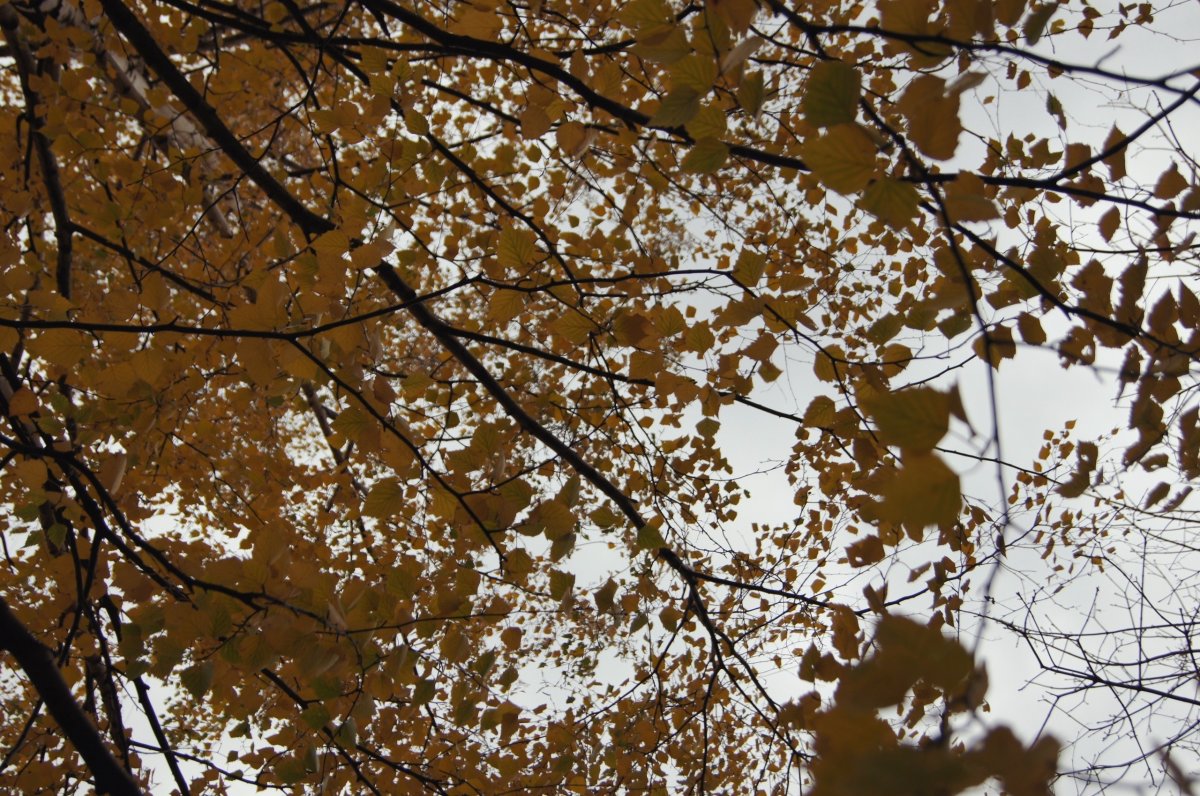 Доброго утра и хорошего вам дня! ☀