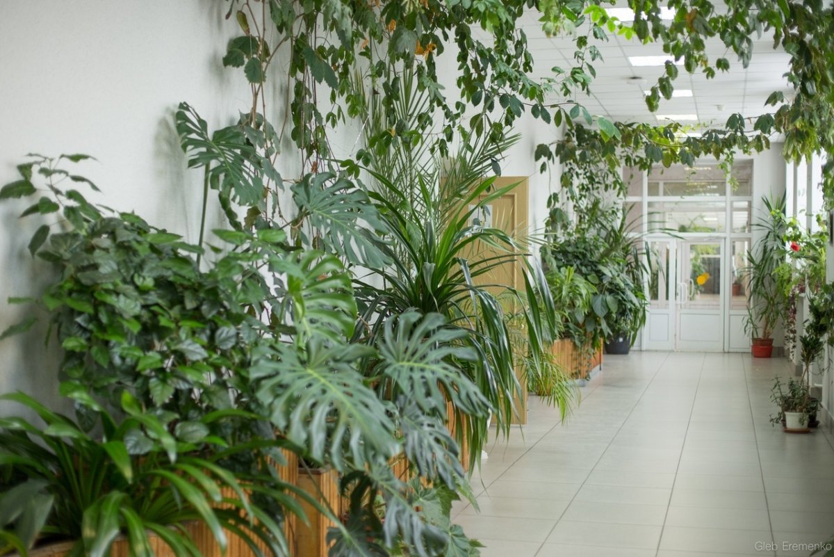 Все ли бывали в самом зеленом коридоре? 🌿