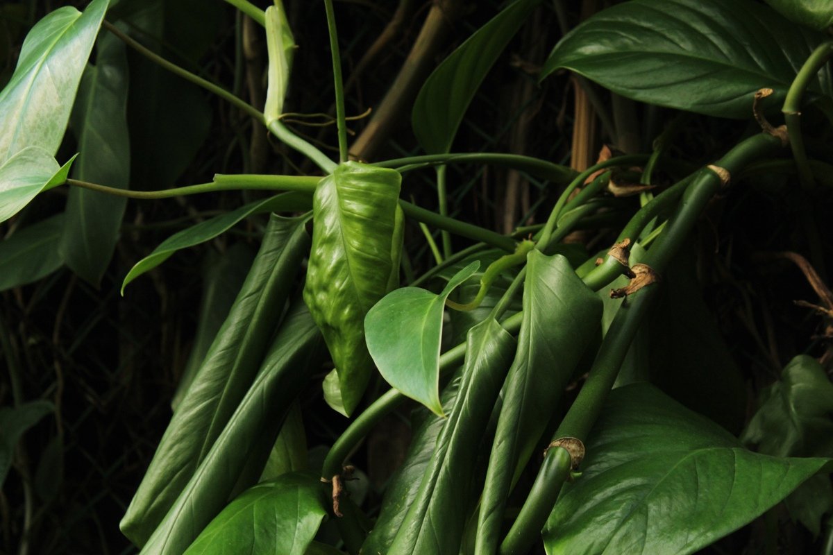 Ботанический сад в деталях