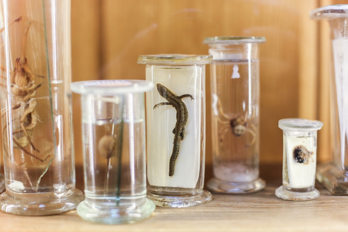 Зоологическая коллекция