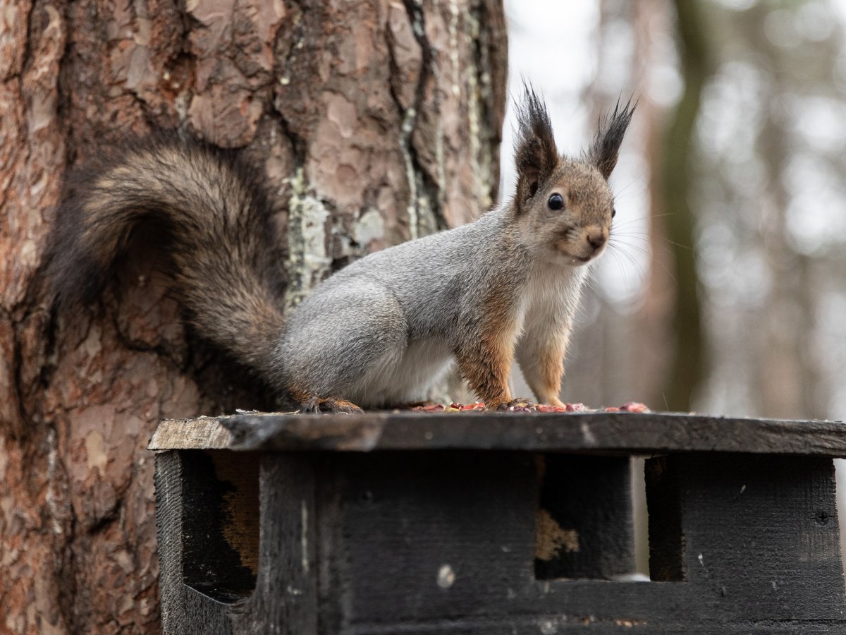 Политехническая белочка уже переоделась в зимнюю шубку. Говорят, верный признак проверить список накопившихся долгов по учёбе ;)