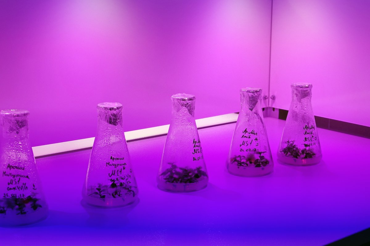 ✍🏻Учёные НИУ «БелГУ» создали нейросетевую модель, которая позволит выращивать лекарственные растения в авторежиме 💡