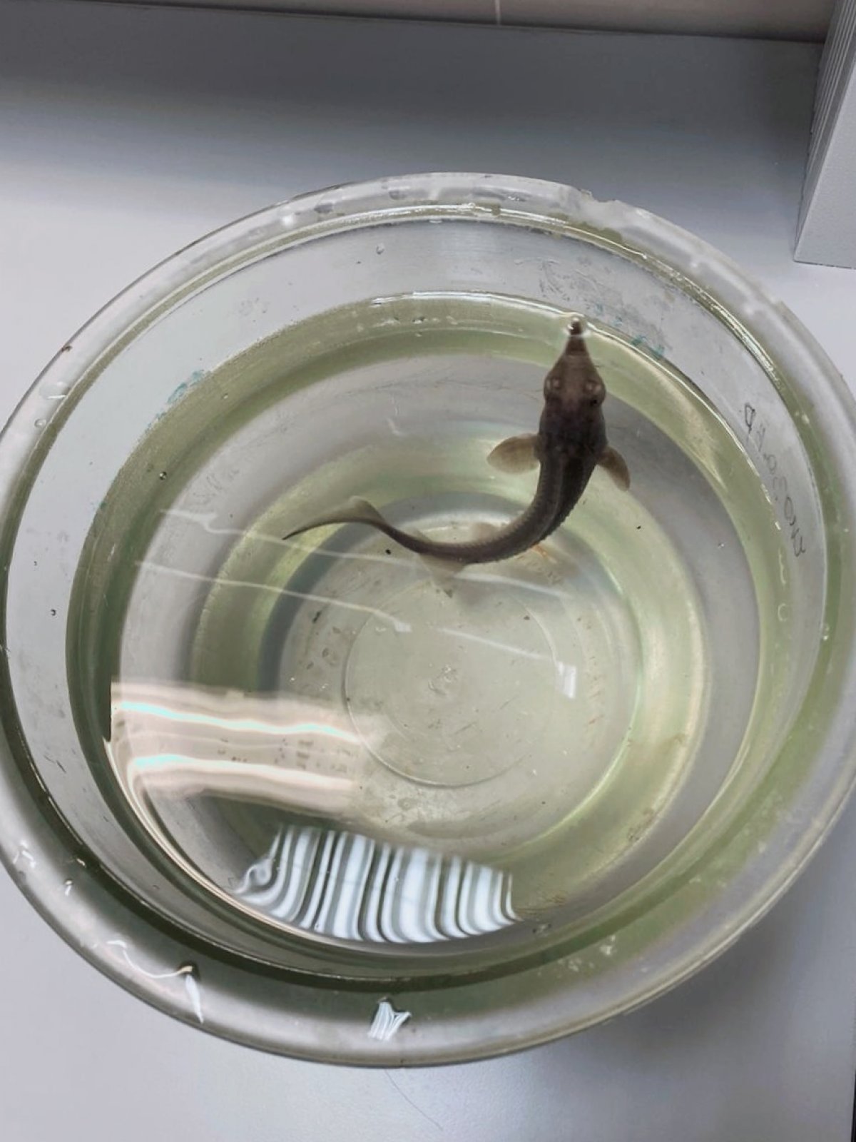 Операция по спасению 🕵