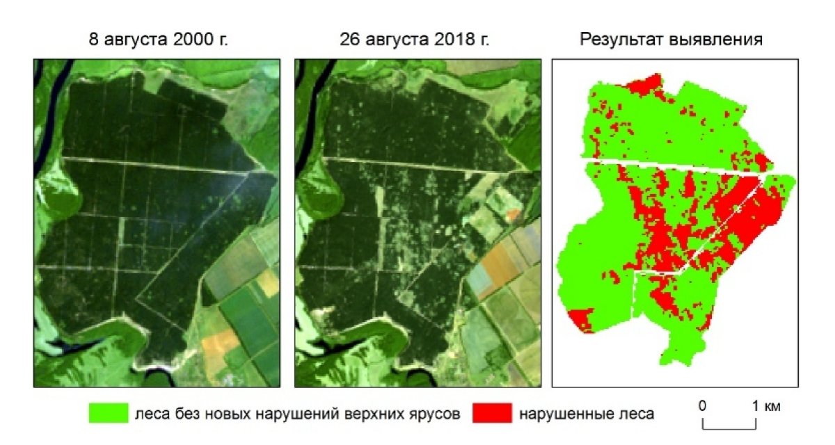 «Невидимое излучение» поможет выявить нарушенность лесных экосистем.