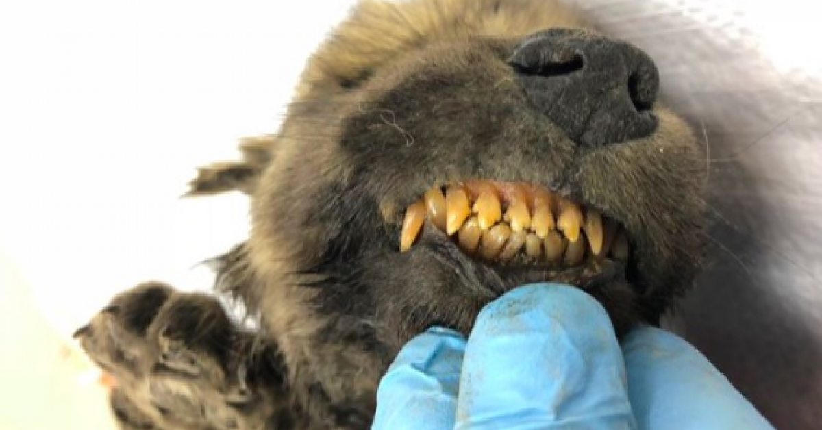 В Якутии нашли самого древнего на планете щенка