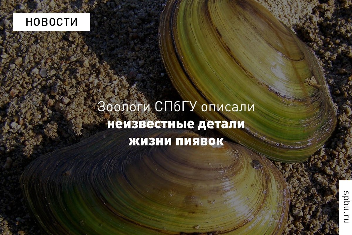 Потепление климата может привести к росту численности пиявок, что обратится вымиранием перловиц (ракушек, которые выполняют роль природных фильтров по очищению воды) Потепление климата может привести к росту численности пиявок, что обратится вымиранием перловиц (ракушек, которые выполняют роль природных фильтров по очищению воды)