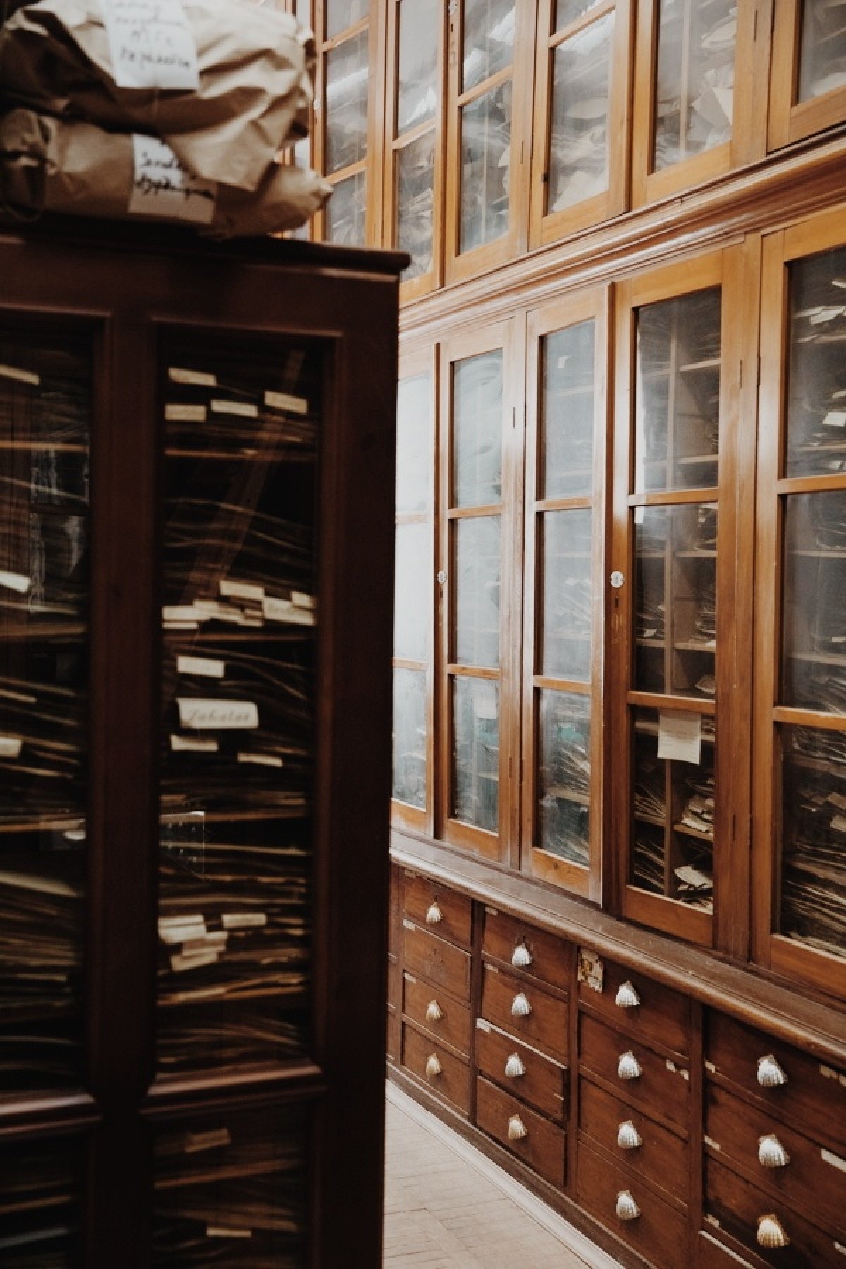 Гербарий Новость от 06-12-2019