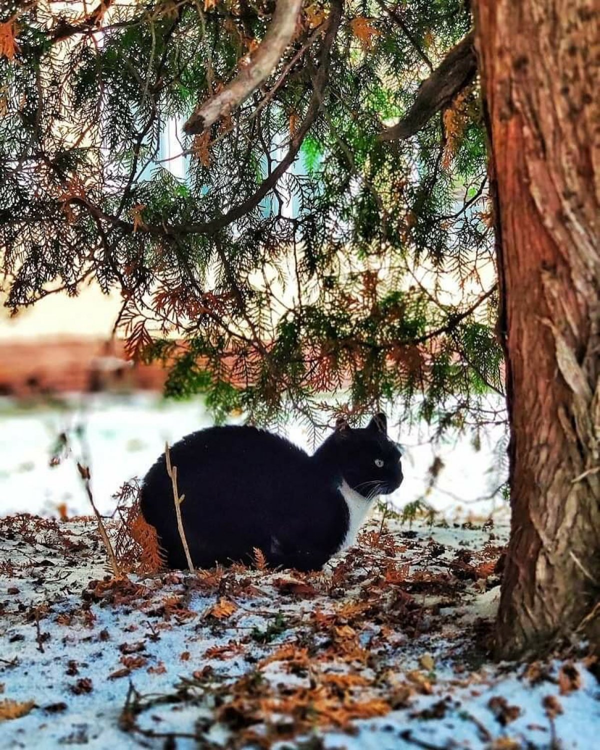 Кошка из трёшки встречает зиму в