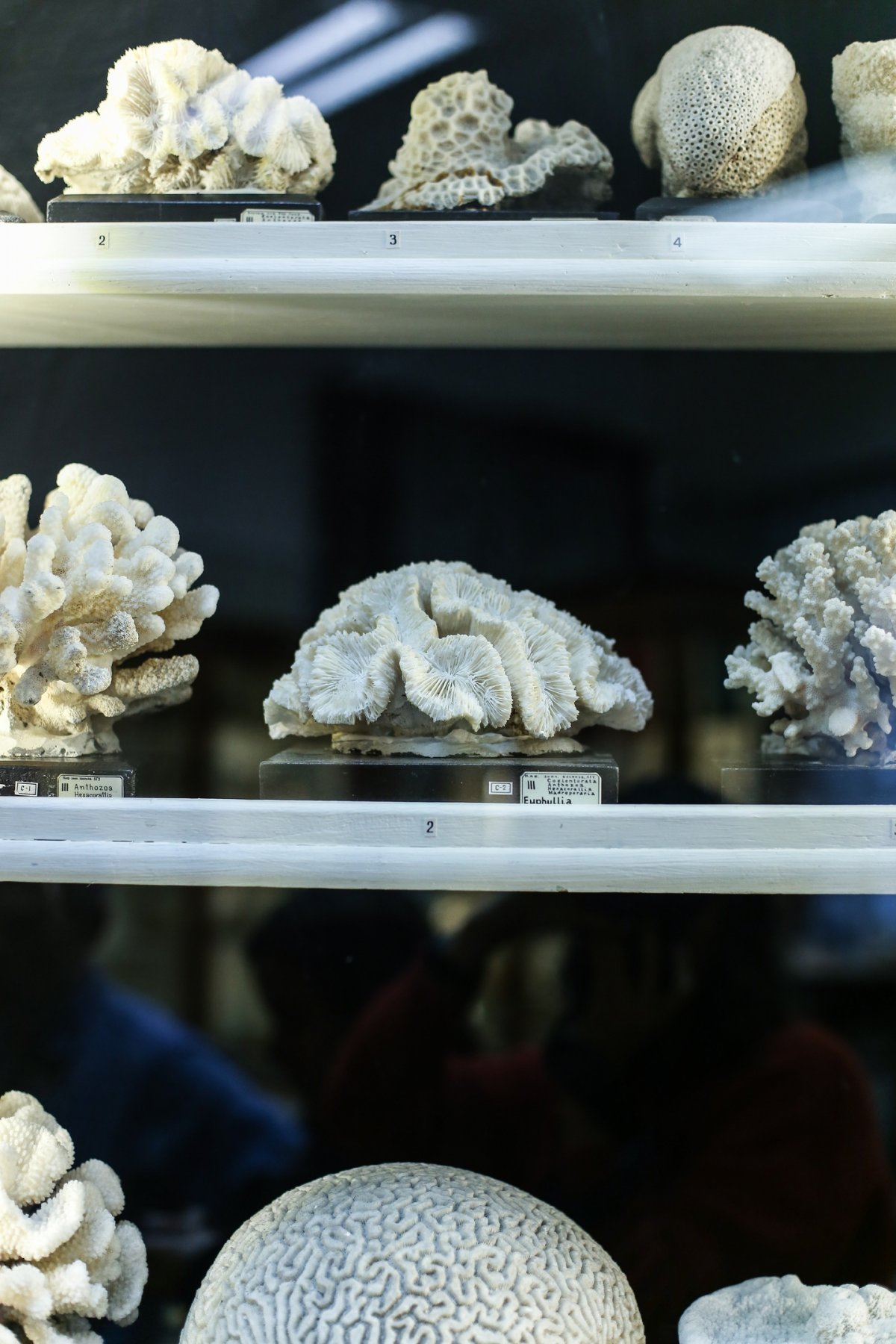 Зоологическая коллекция