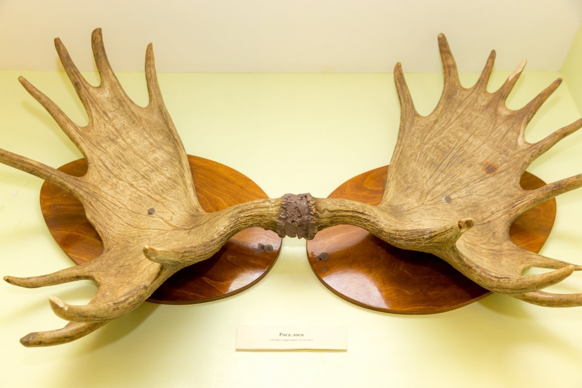 🦌В тимирязевском Музее животноводства открылись новые экспозиционные залы. Всего 250 кв. м выставочных площадей!