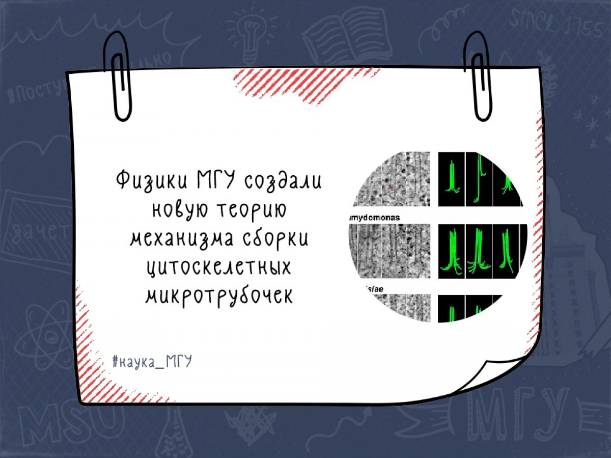 Результаты имеют значение не только для понимания регуляции микротрубочек и зависимых от них процессов в клетках