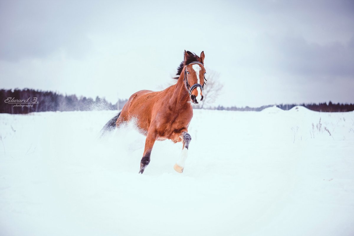 Кск тел. Лошади красивые зимой вчера фото.
