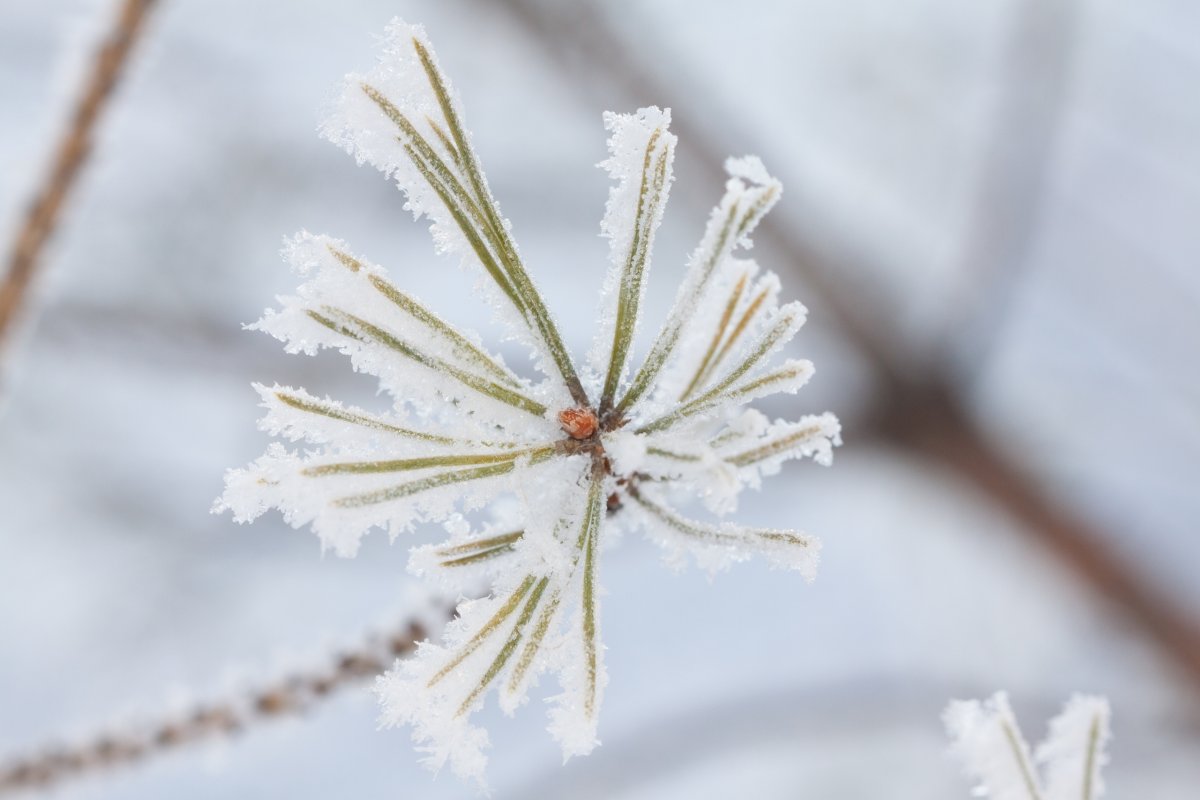 Немного морозного микромира на кампусе от Катерины Криворотовой ❄ 📸 Немного морозного микромира на кампусе от Катерины Криворотовой ❄ 📸