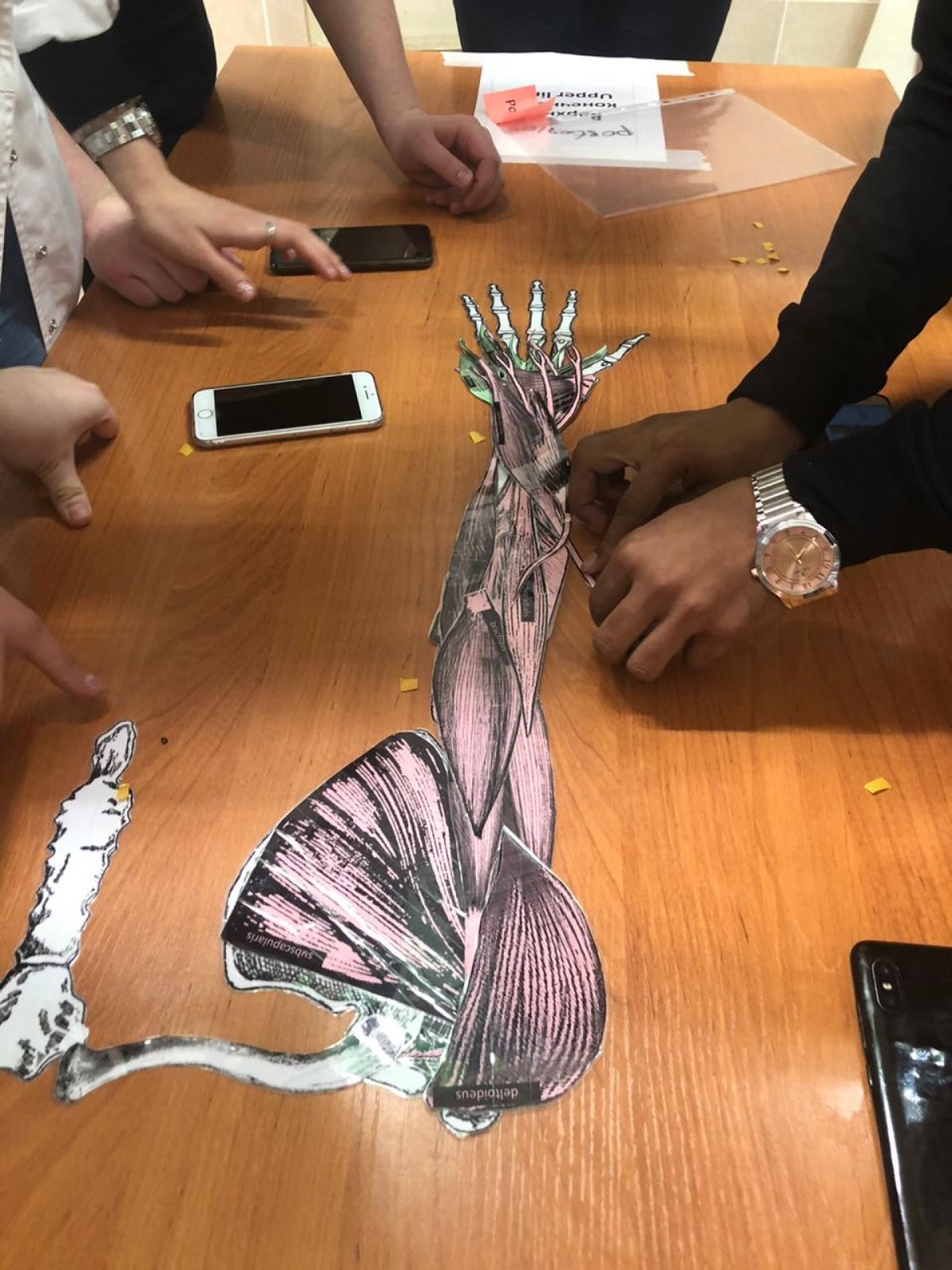 В СибГМУ прошла увлекательная игра 😃 «Анатомический пазл», где команды состояли из русскоязычных студентов и обучающихся по программе билингвального образования. В СибГМУ прошла увлекательная игра 😃 «Анатомический пазл», где команды состояли из русскоязычных студентов и обучающихся по программе билингвального образования.