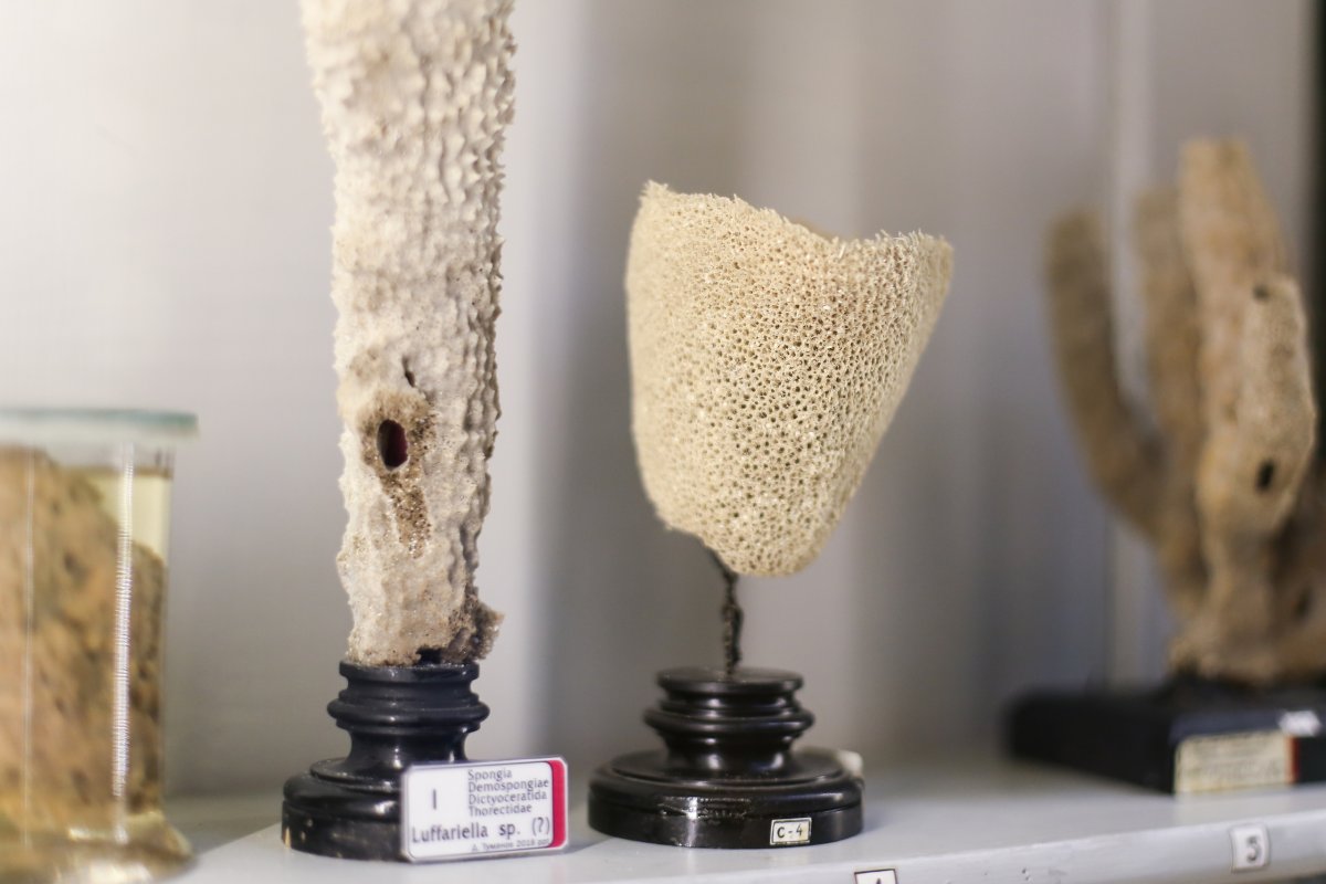 Зоологическая коллекция