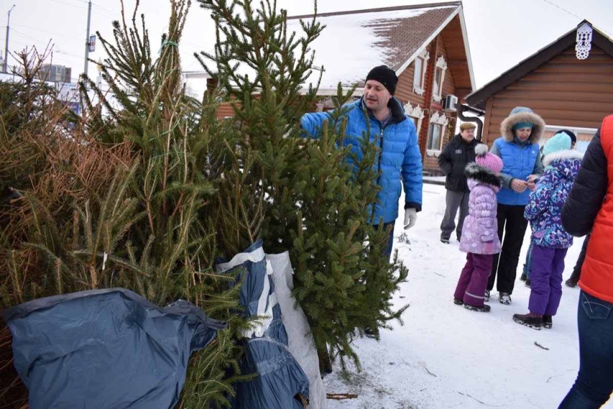 🎄Проект по сбору и вторичной переработке новогодних елей "дЕльный круговорот" пройдет в Вологде в третий раз
